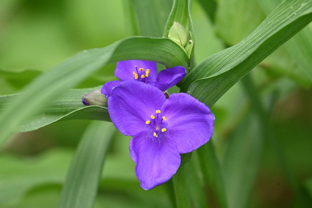 2025-06018761 Acton Arboretum, MA.JPG - Spiderwort. Acton Arboretum, MA, 6-1-2025